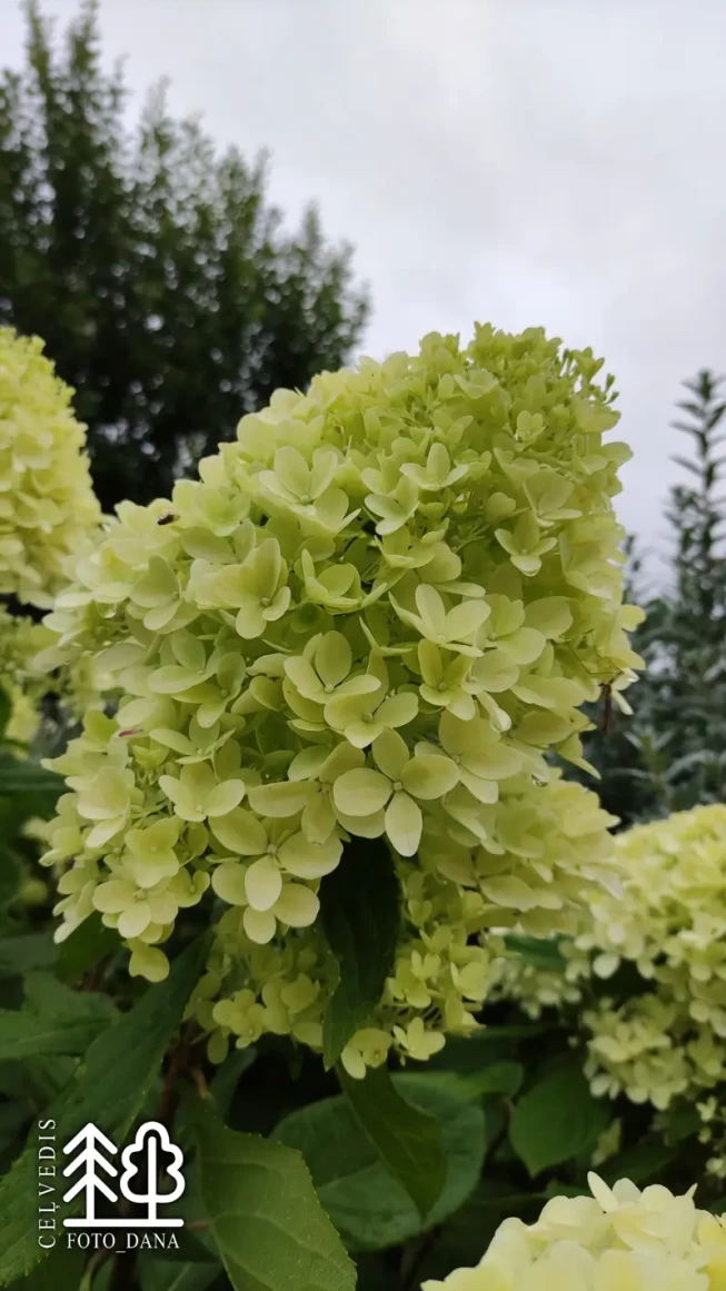 Hydrangea paniculata   'Magical Candle' = 'Bokraflame'